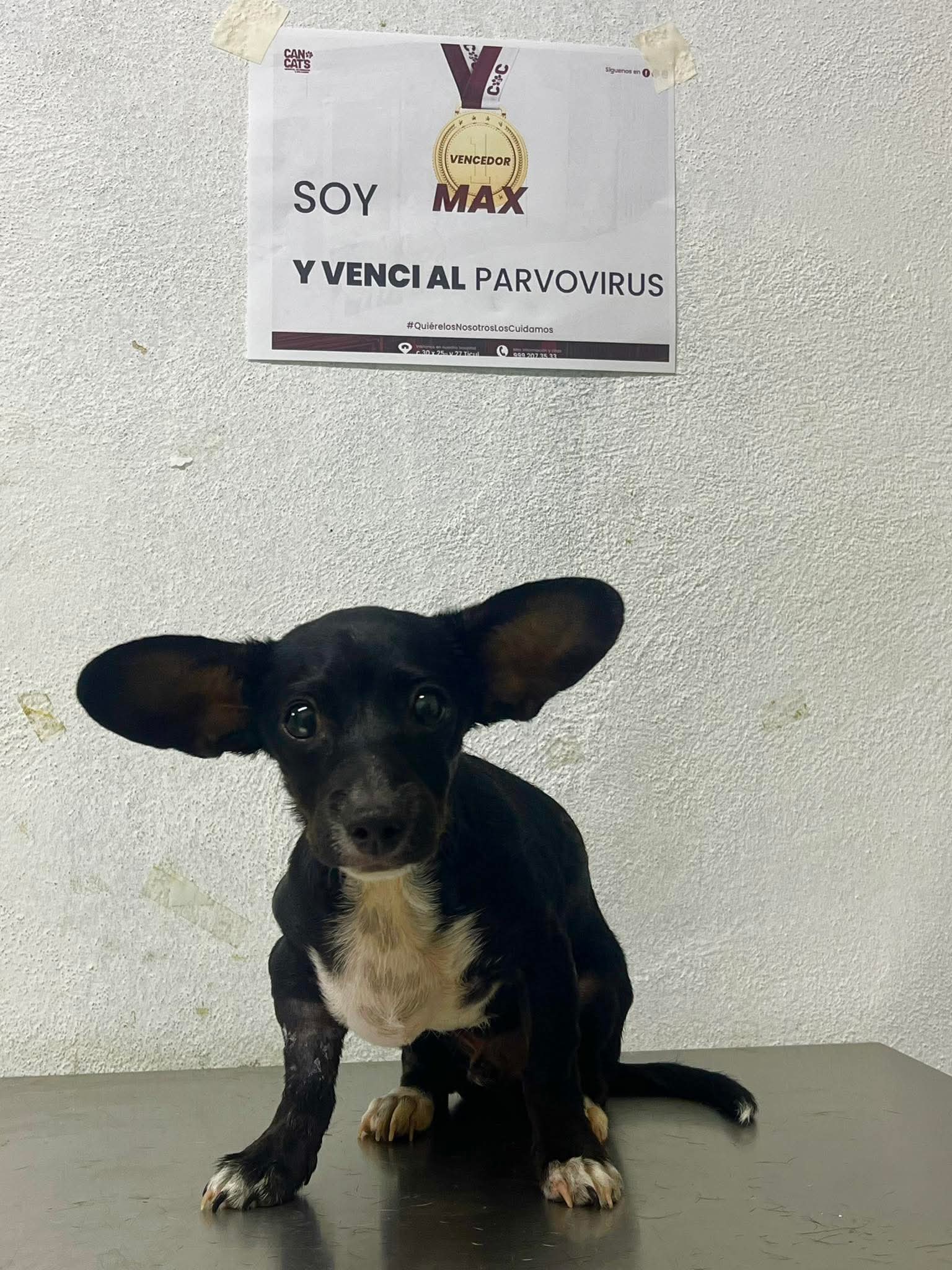 Ayudemos a Dobby con su tratamiento de Parvovirus