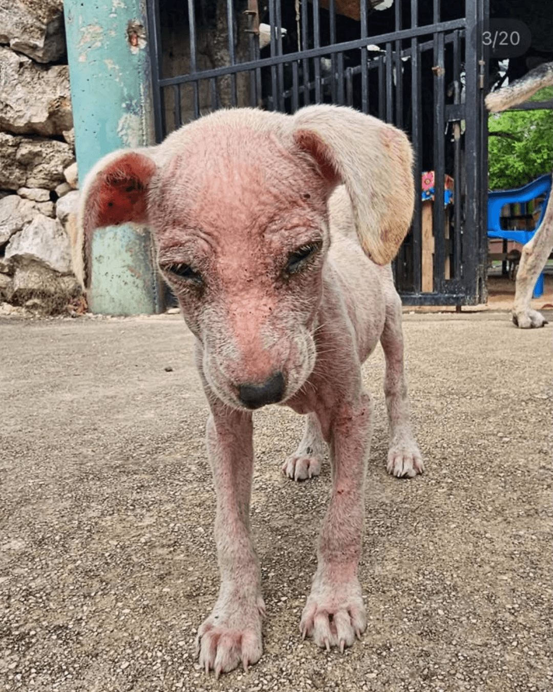 Ayuda a Sarita a recuperarse